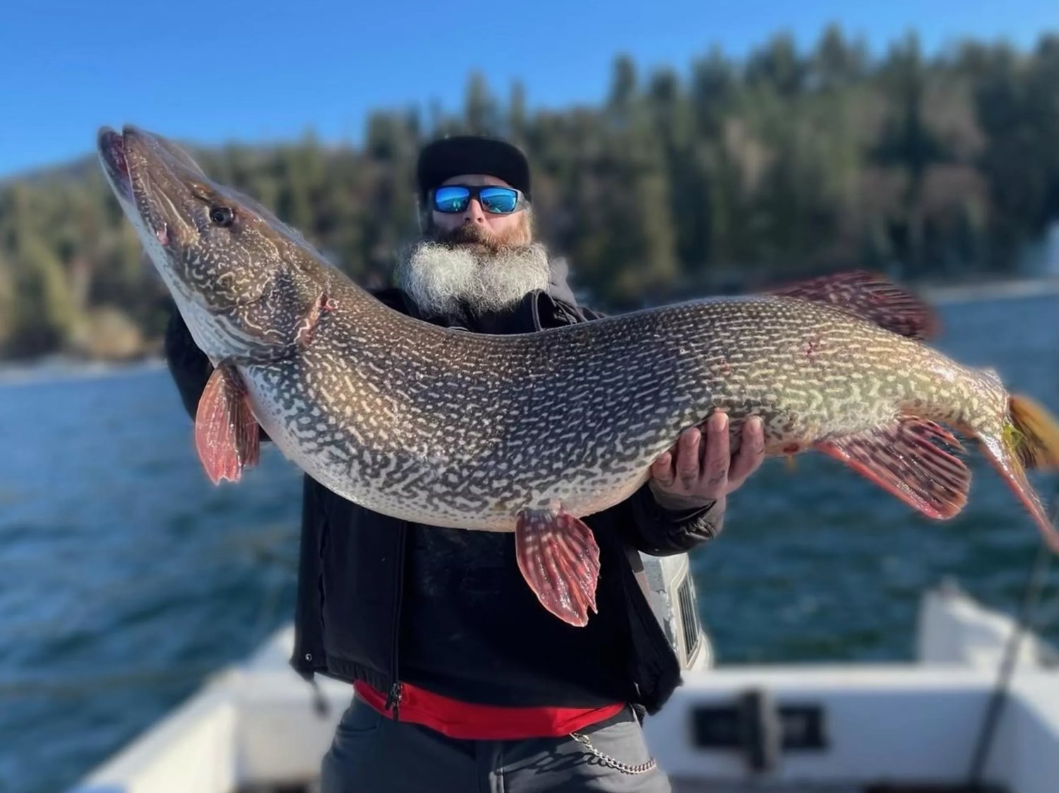 An angler on Hayden Lake landed a 40.76 pound 49 inches long and 26.5 wide northern pike March 21. (Courtesy Thomas Francis)